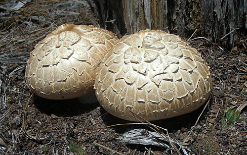 neolentinus ponderosus